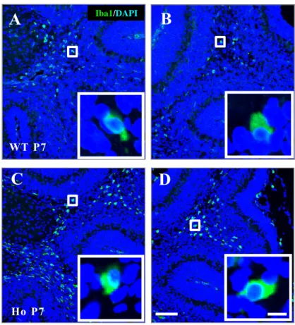 Fig.  9  Iba1-positive  microglial  activation  in  the  cerebella  of  PLD4 -deficient  mice  at P7