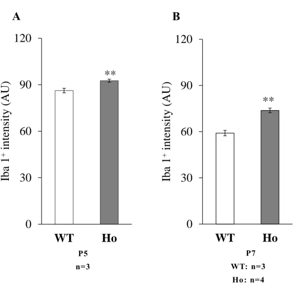 Fig. 10 Q uantitative intensity analysis of Iba1 -positive microglia in the deep white  matter