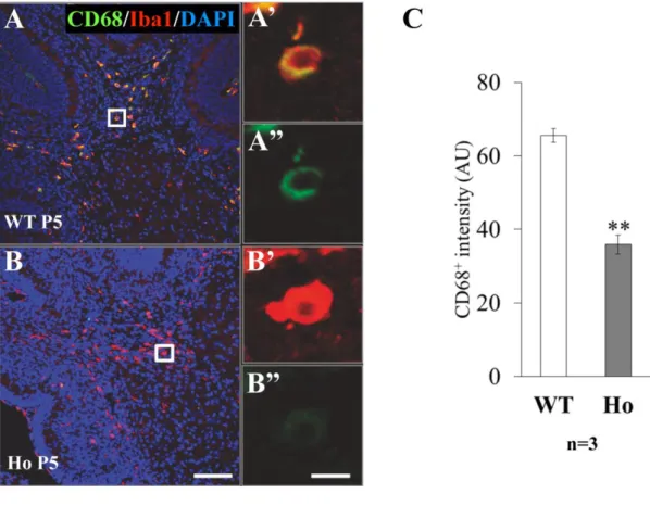 Fig. 11 CD68 immunoreactivity of Iba1 -positive microglia in cerebellar deep white  matter at P5