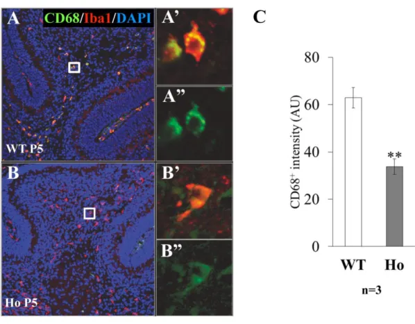 Fig. 12 CD68 immunoreactivity of Iba1 -positive microglia in folial white matter at  P5