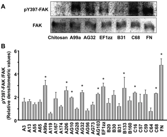 Fig. 1-5.    FAK Tyr397 phosphorylation on the peptide-conjugated chitosan matrices.
