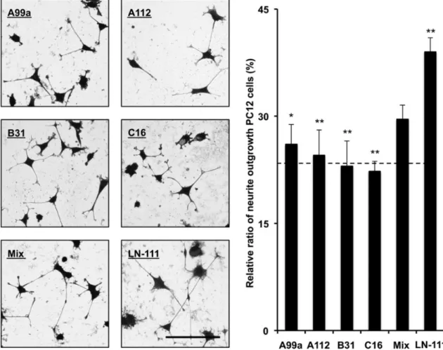 Fig. 1-8.    PC12 neurite outgrowth activity of mixed peptide-conjugated chitosan matrices