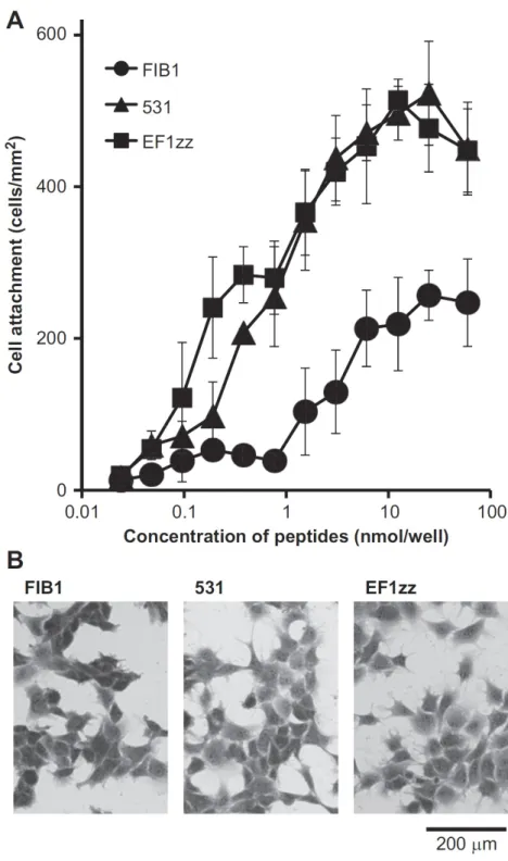 Fig. 2-1.    HDFs attachment activities on three integrin-binding peptide-conjugated chitosan matrices