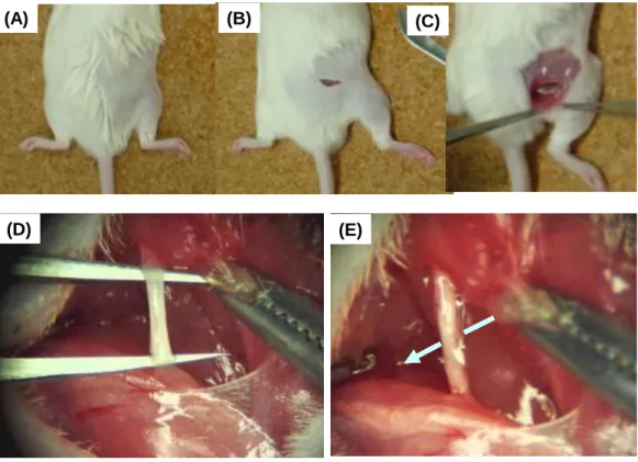 Figure 3    Surgical procedures for the mice with PSL. 