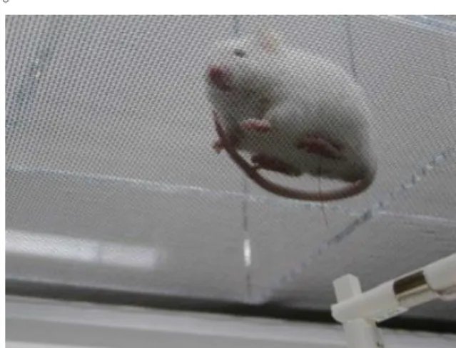 Figure 4    Schematic of measurement of paw withdrawal threshold (PWT) using von Frey (VF)  filaments in mice