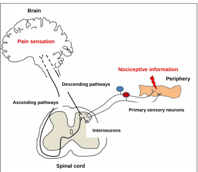 Figure 1    Schematic diagram of pain pathways involved in pain transmission and modulation