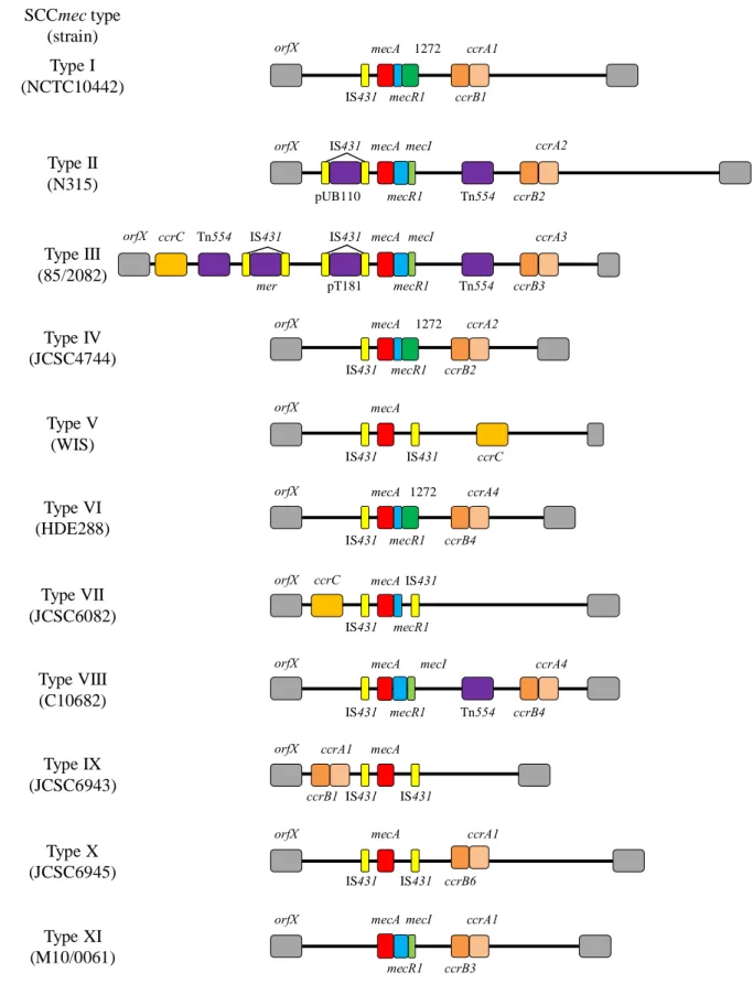 Fig. 1. Schematic structures of SCCmec elements SCCmec type(strain)orfXIS431mecAΔmecR1Ψ1272ΨccrB1ccrA1Type I(NCTC10442)Type II(N315)orfXccrB2 ccrA2Tn554IS431pUB110mecAmecR1mecIType IV(JCSC4744)orfXIS431mecAΨ1272ccrA2ΔmecR1ccrB2Type VI (HDE288)orfXIS431mecA