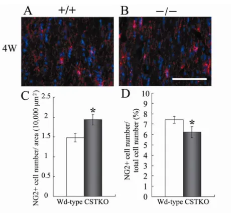 Fig. 5. NG2-positive cells in the optic nerve of 4-week-old Wd-type and CSTKO mice. 