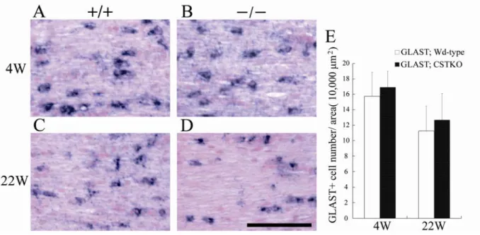 Fig. 6. GLAST-positive astrocytes in the optic nerves of Wd-type and CSTKO mice. 