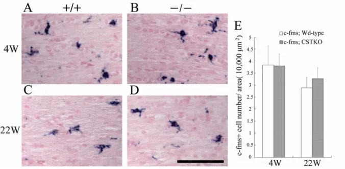 Fig. 7. c-fms-positive microglia in the optic nerves of Wd-type and CSTKO mice. 