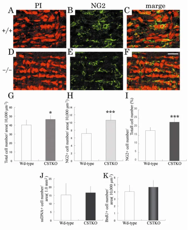 Fig. 8. Number of OPCs and the proportion of dying or proliferating cells in 5-day-old optic nerves of  Wd-type and CSTKO mice