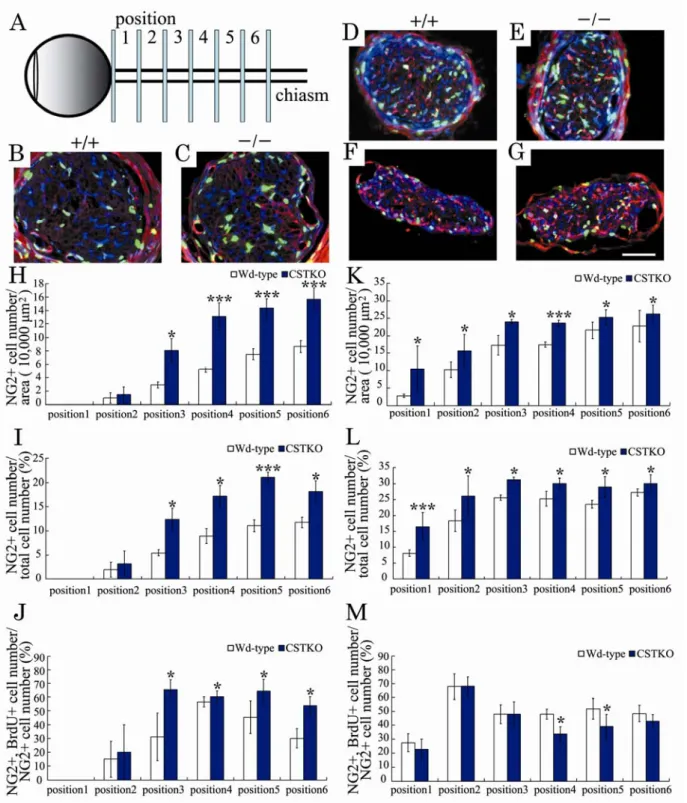Fig. 9. Regional differences in OPC numbers during early development of optic nerves in Wd-type  and CSTKO mice
