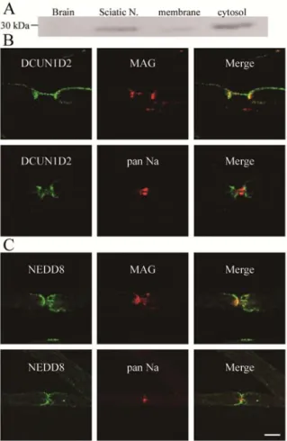 Fig. 4. Localization of DCUN1D2 and NEDD8 at myelin  paranodes in the    sciatic nerve