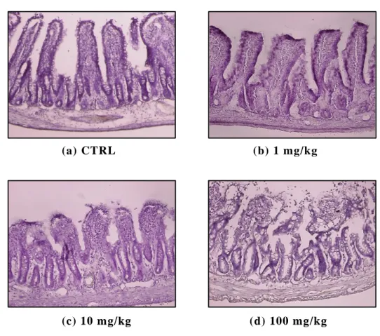 Fig. 3    Effects of SNP on histological changes in ileal lumen. Alteration of the mucosal  surfaces structure at 2 hr after administration was evaluated by Mayer ’s Hematoxylin  staining
