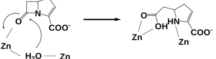 Fig. 4. Hydrolysis of -lactam ring catalyzed by MBL 
