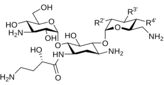 Fig. 10. Secondary structure of the A site of rRNA and the interactive substituents of  Amikacin to rRNA  研 究 の 方 針 著 者 は 、上 記 の 先 行 研 究 を 踏 ま え 、 MDRP を 含 む 薬 剤 耐 性 緑 膿 菌 お よ び MRSA に 有 効 な 抗 菌 薬 の 開 発 を 目 的 と し て 、 ABK を リ ー ド 化 合 物 と し た 構 造 活 性 相 関 研 究