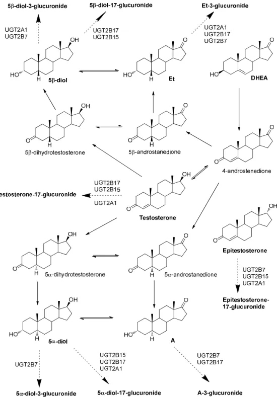 Figure 1-1. Metabolic pathway of testosterone and the related steroids 25-30) .