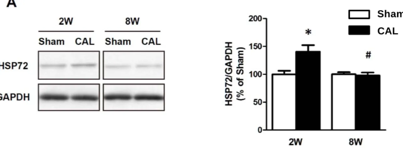 Figure 4 Changes in content of left ventricular HSP72 of the Sham (open columns) and CAL (closed  columns) rats at the 2nd (2W) and 8th (8W) weeks after surgery