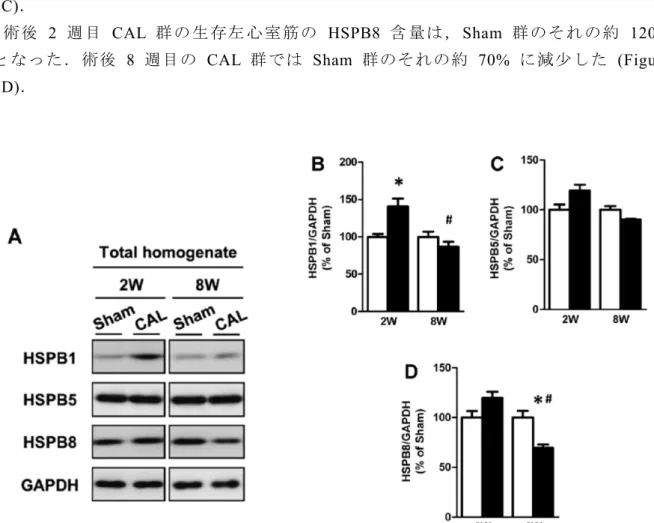 Figure 5 Changes in contents of left ventricular HSPB1, HSPB5 and HSPB8 of the Sham (open  columns) and CAL (closed columns) rats at the 2nd (2W) and 8th (8W) weeks after surgery