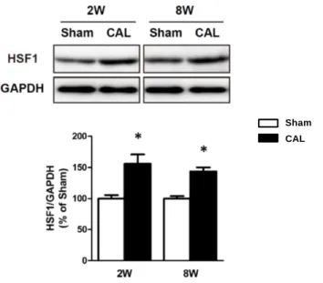 Figure 9 Changes in cardiac HSF1 contents of the left ventricle in the Sham (open columns) and  CAL (closed columns) rats at the 2nd (2W) and 8th (8W) weeks after surgery.