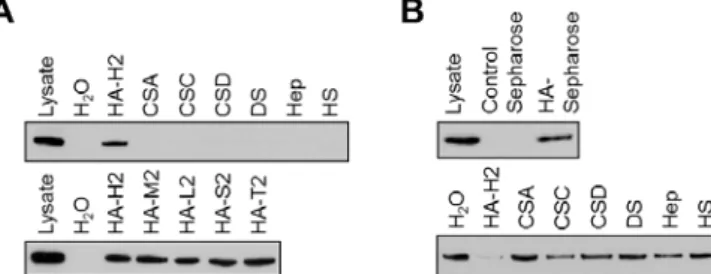 Fig. 2-2. HA-specific binding of KIAA1199 in KIAA1199/HEK293 cells. (A) GAG-binding assay for KIAA1199 protein