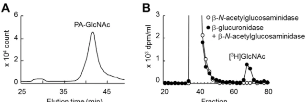 Fig. 2-5. Clathrin-specific HA depolymerization in KIAA1199/HEK293 cells. (A-C) Clathrin heavy chain (CHC) (A), α-adaptin (B) and caveolin-1 (C) were knocked down by siRNAs to each gene in KIAA1199/HEK293 cells