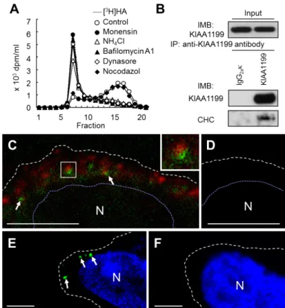Fig. 2-6. Cellular localization of KIAA1199 and exogenously added HA in KIAA1199/HEK293 cells