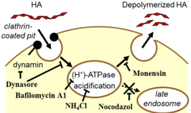 Table 2-1. Distribution of [ 3 H]HA in extracellular, cell surface-associated and intracellular compartments after addition to KIAA1199/HEK293 and control HEK293 cells.