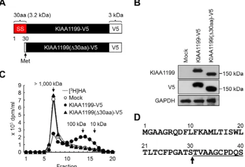Fig. 2-7. HA depolymerization by HEK293 cells expressing KIAA1199-V5 and KIAA1199(∆30aa)-V5
