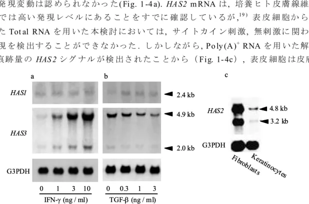 Fig.  1-4    The  HAS3 transcript  level  of  human  keratinocytes was  upregulated by  IFN- but  downregulated by  TGF- in  a  dose-dependent  manner