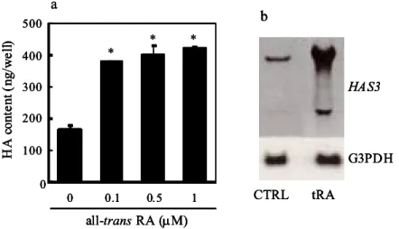 Fig.  1-5 The HAS3 transcript level  of  human keratinocytes was upregulated by all-trans RA