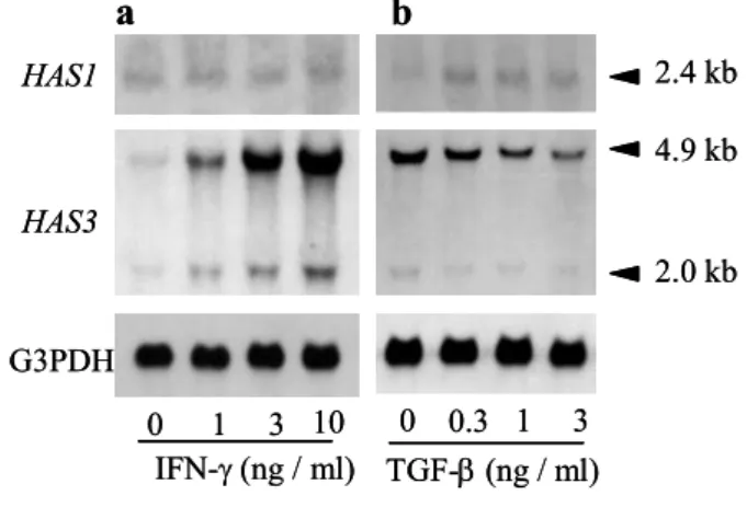 Fig.  2  Effect  of  lutein on  RAR  activation. 