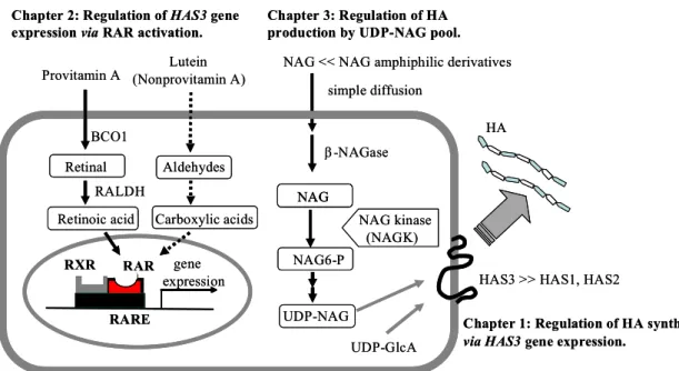 Fig. 4  Regulation of HA synthesis in keratinocyte.