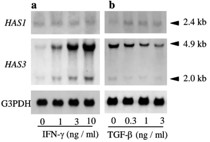 Fig. 1 The  HAS3 transcript level of human  keratinocytes was  upregulated by IFN-γ but  downregulated by TGF-β in a dose-dependent  manner