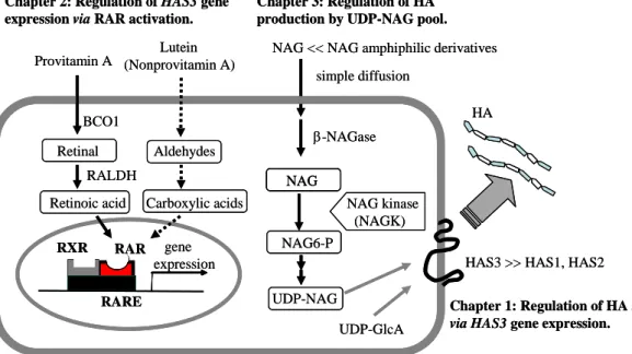 Fig. 4  Regulation of HA synthesis in keratinocyte.