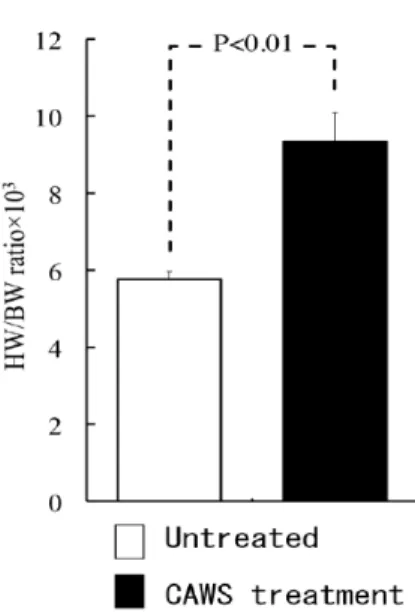 Fig. 2-2 CAWS 血管炎における心重量の変化 