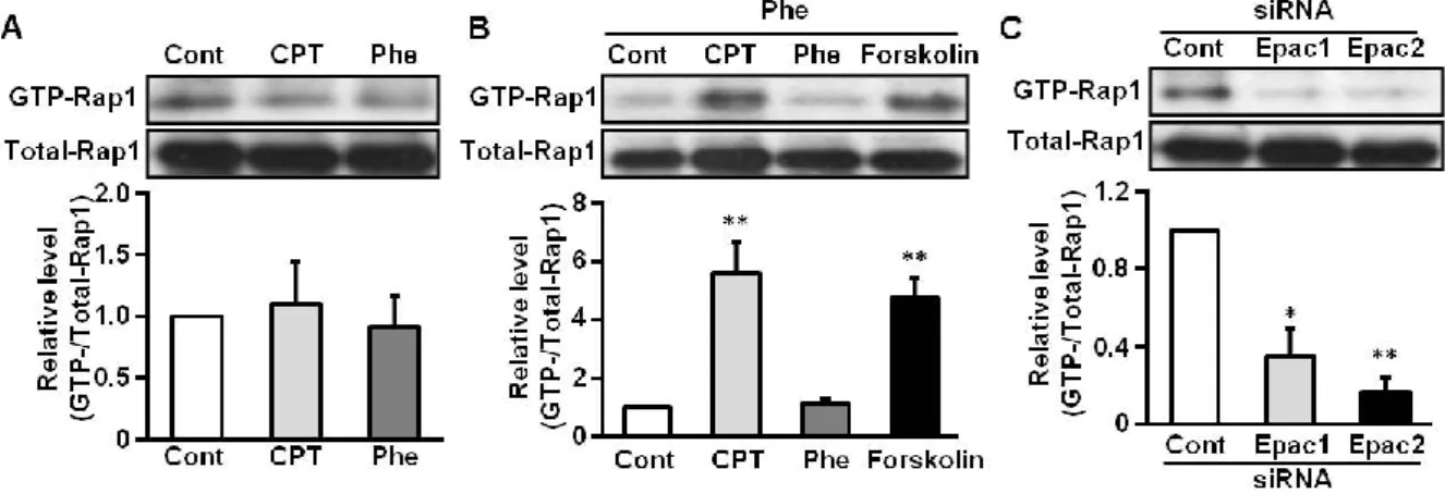 Fig. 4 B, C において Rap1 ノックダウンにより IGFBP1 、 PRL mRNA が抑制されるこ とを示した。しかしながら、 Rap1 が ESCs において CPT の処置により活性化される のかは不明である。 ESCs に Phe  または   CPT  を処置した後、活性型   (GTP 結合型 )  Rap1 量をプルダウンアッセイにて解析した。その結果、 ESCs に CPT を処置しても 活性型 Rap1 量は増加しなかった   (Fig