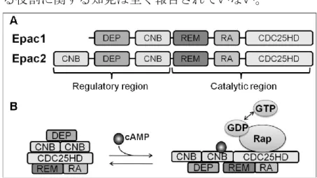 Figure 1. The multi domain structure of Epac 
