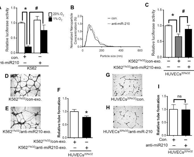 FIGURE 4. Knockdown experiment of exosomal miR-210. (A) The validation of the  efficacy of miR-210 inhibitor in K562 cells transfected with the luciferase  reporter vector containing miR-210 sequences in EFNA3 3′-UTR