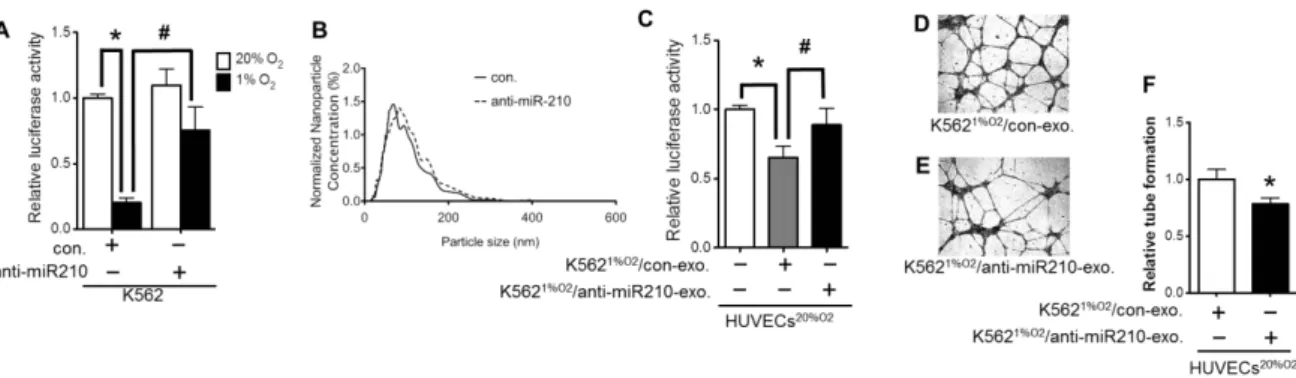 FIGURE 5. EFNA3 expression of  HUVECs cultured with exosome  derived from K562 cells. (A, B)  EFNA3 expression was inhibited by  exosomes derived from hypoxic K562  cells