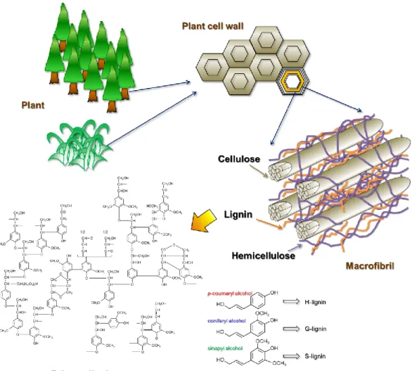 Figure 1. The proposed major structure of  natural lignin. 