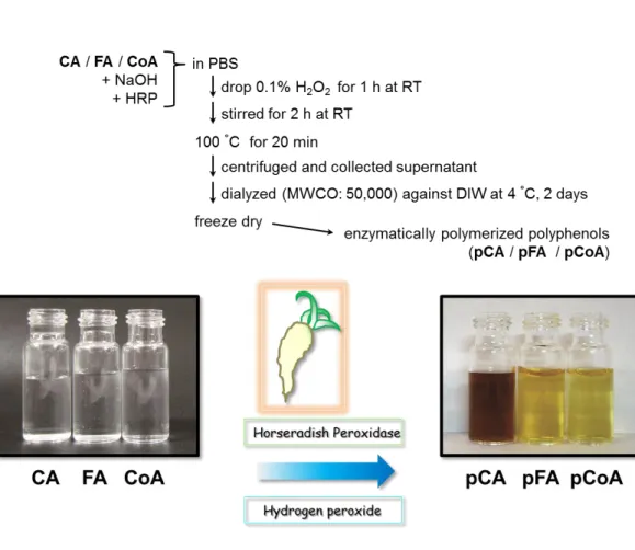 Figure 2. Preparation of enzymatically polymerized polyphenols.  