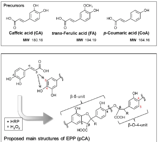 Figure 3. The structure of precursors and the proposed major structure of  EPPs. 