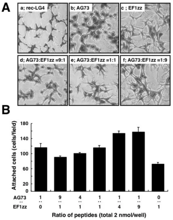 Fig. 1-2.    Cell morphology and attachment activity on peptide-chitosan membranes. 