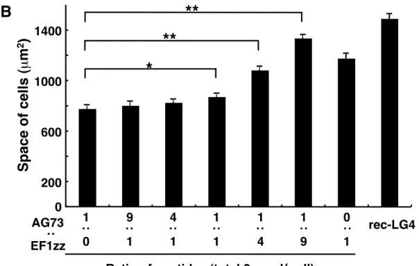 Fig. 1-5.    Cell size on peptide-chitosan membranes. 