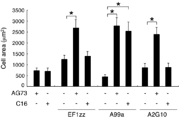 Fig. 2-2.    HDF spreading on peptide-chitosan membranes. 