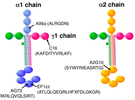 Table 1.    Laminin-derived bioactive peptides and their cell surface receptors 