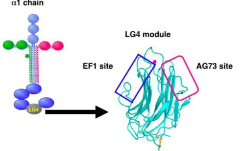 Fig. 1-1.    Laminin 1 chain LG4 module 
