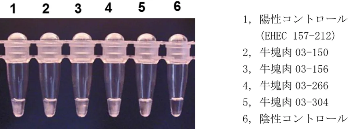 Figure 1-4   EHEC 汚染検体における stx-LAMP 生成物の目視像． 