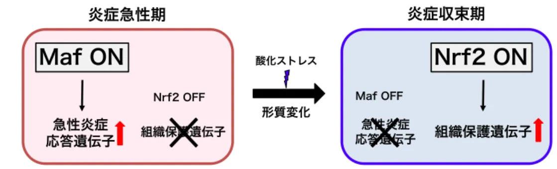 図 2 Maf による CD169+マクロファージの機能制御 